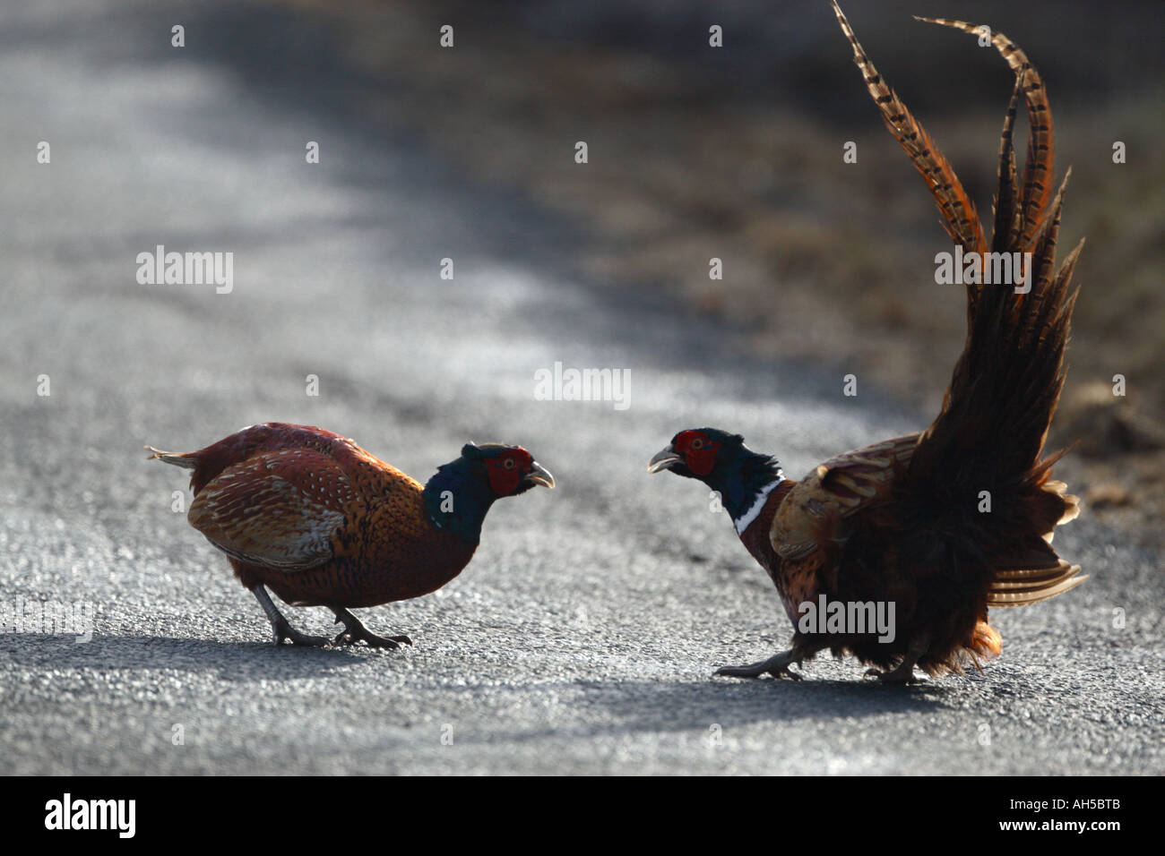 Pheasant (Phasianus colchicus) males fighting at a point of standoff backlit Stock Photo