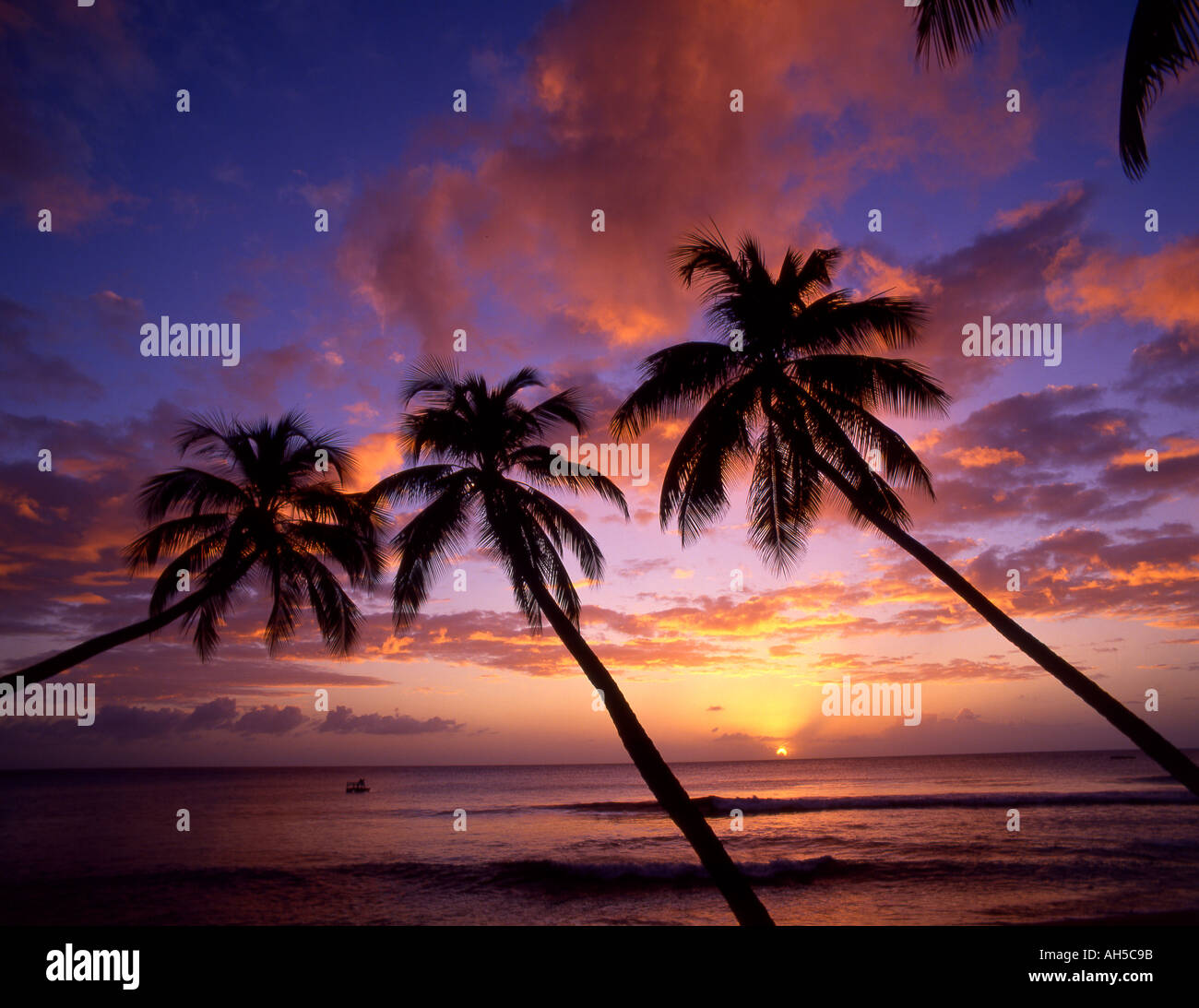 Caribbean Barbados beach sunset Stock Photo - Alamy