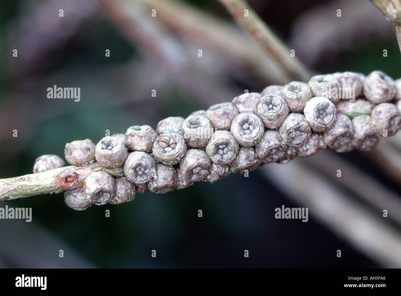 Clustered textures hi-res stock photography and images - Alamy
