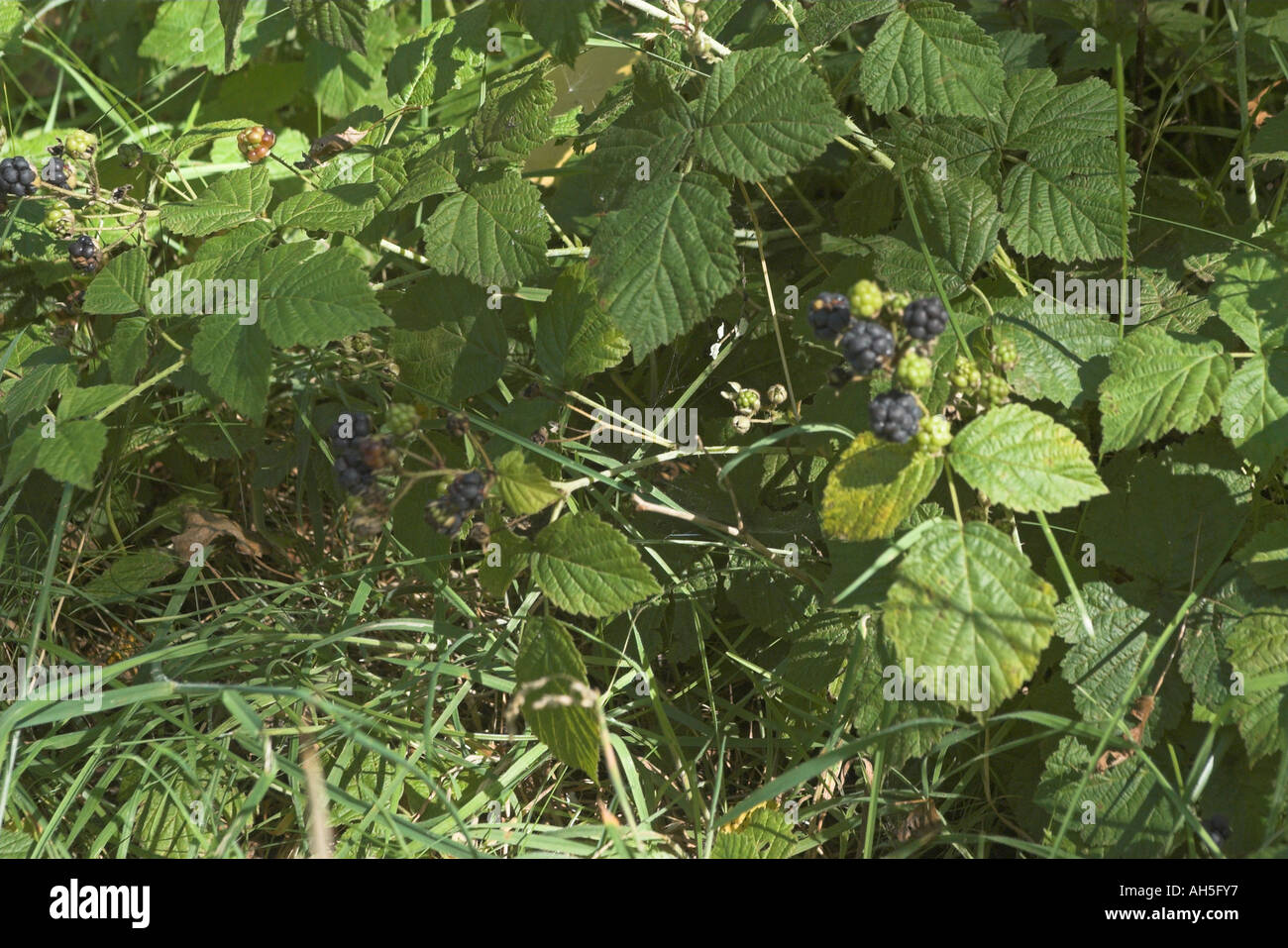 Dewberry Growing Wild, UK. Stock Photo