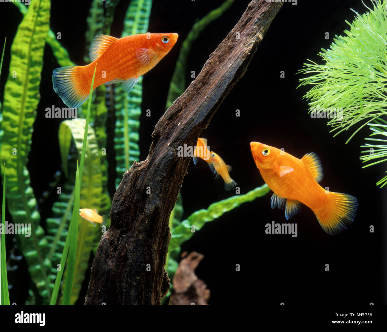 Aquarium Platy Xiphophorus Maculatus Labat Rouquette VWPics com Stock Photo