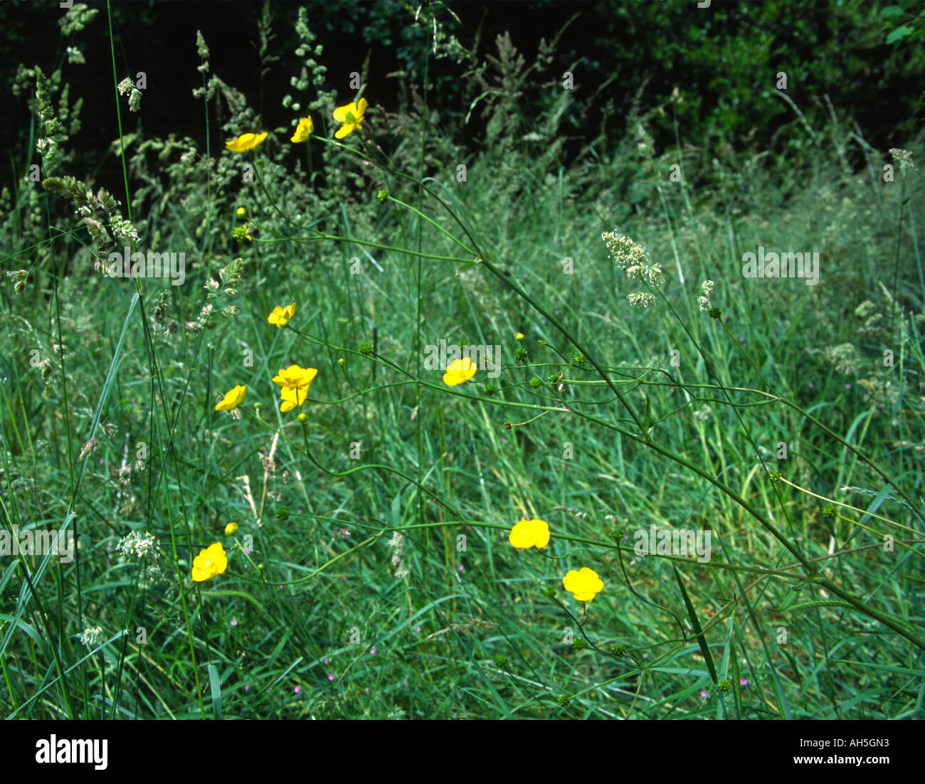 meadow buttercup ranunculus acris blowing in the breeze Stock Photo - Alamy