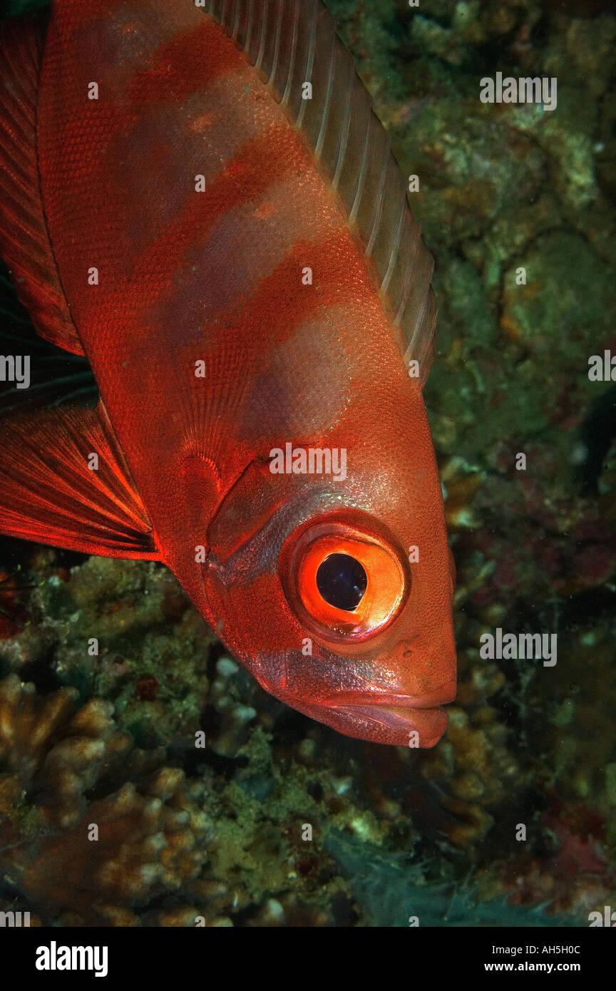 Bigeye Snapper- Facts and Photographs