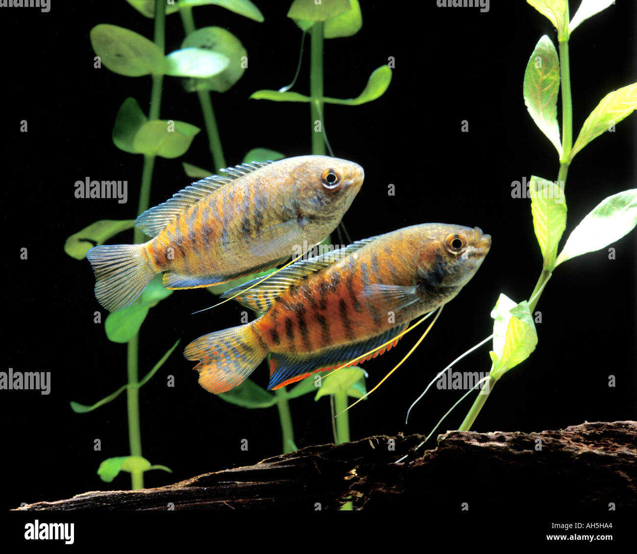 Gourami Labat Rouquette VWPics com Stock Photo