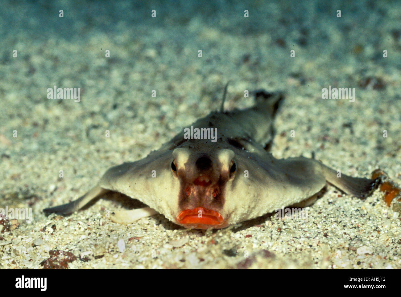 Red Lipped Batfish Ogcocephalus darwaini Galapagos Islands Equador ...
