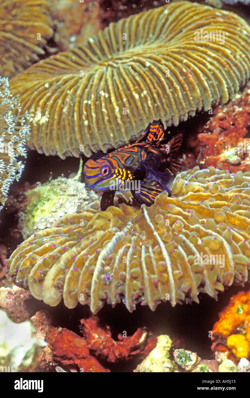 Mandarinfish in Hard Coral Synchiropus splendidus Lembeh Straits Indonesia Stock Photo