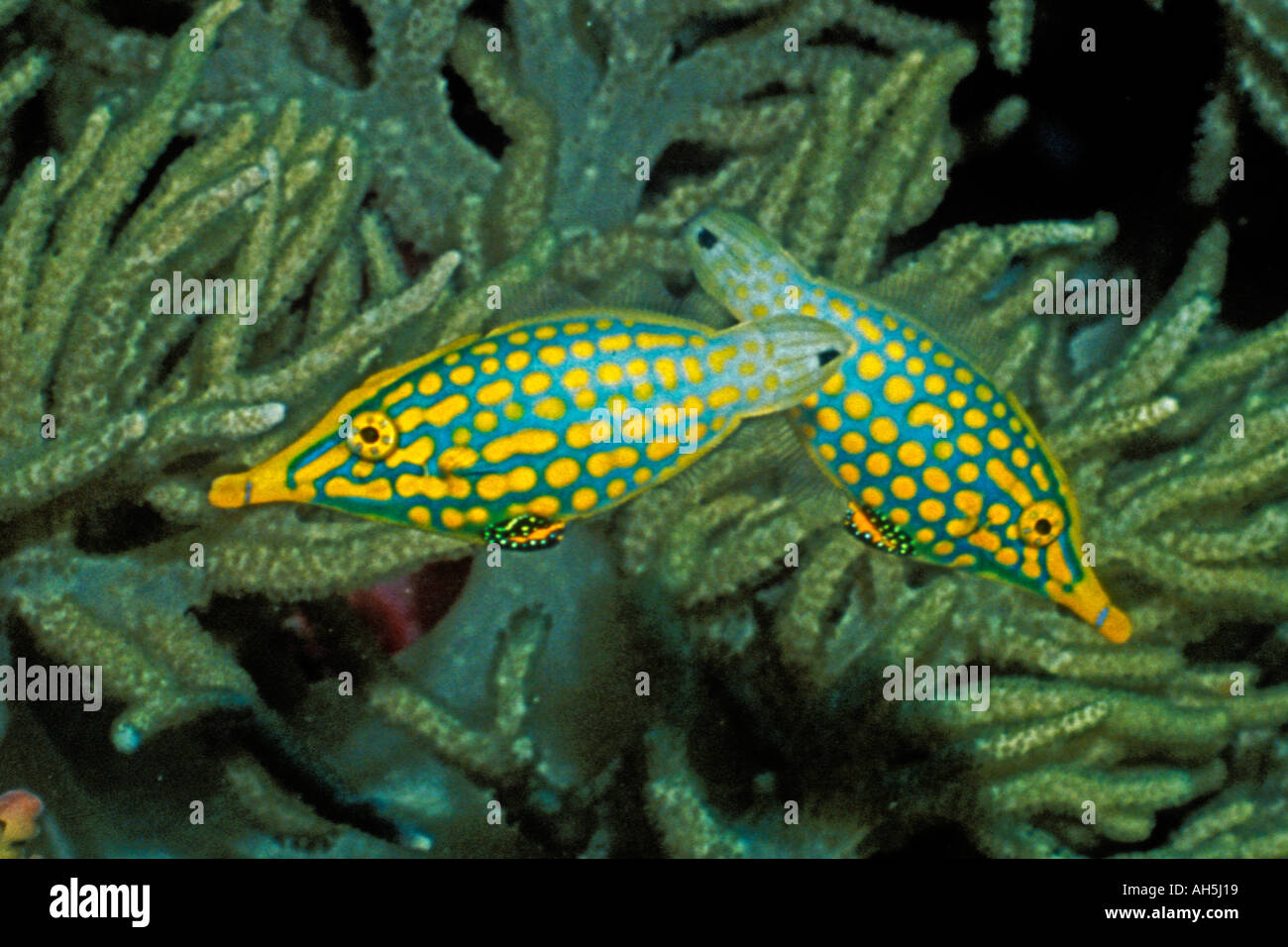 Longnose Filefish Oxymonacanthus longirostris Solomon Islands Stock Photo