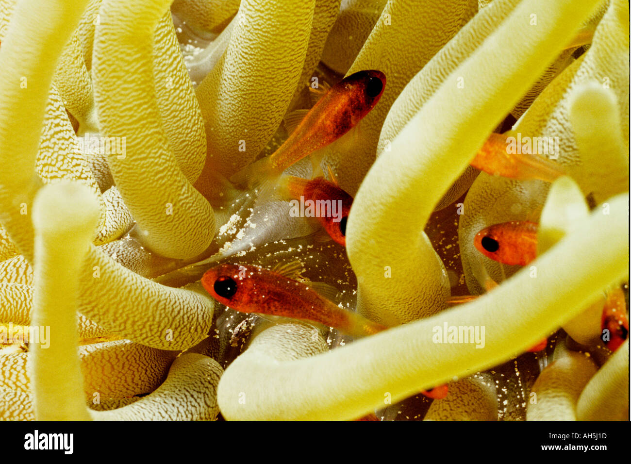 Bridle Cardinalfish in Giant Sea Anemone Apogon aurolineatus Bonaire Netherlands Antilles Stock Photo