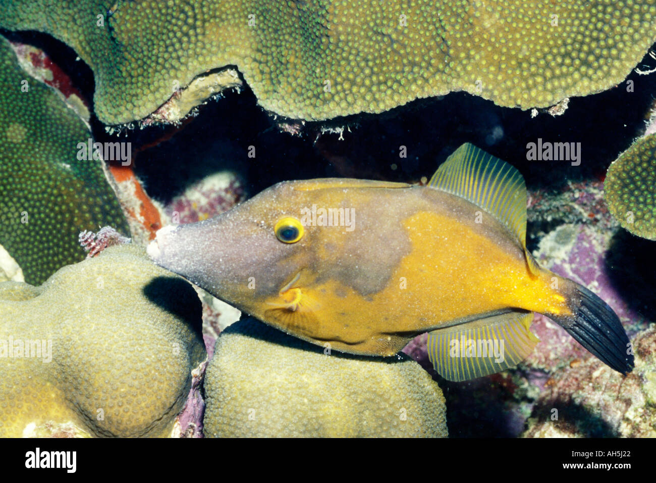 Whitespotted Filefish Cantherhines macroeros Bonaire Netherlands Antilles Stock Photo