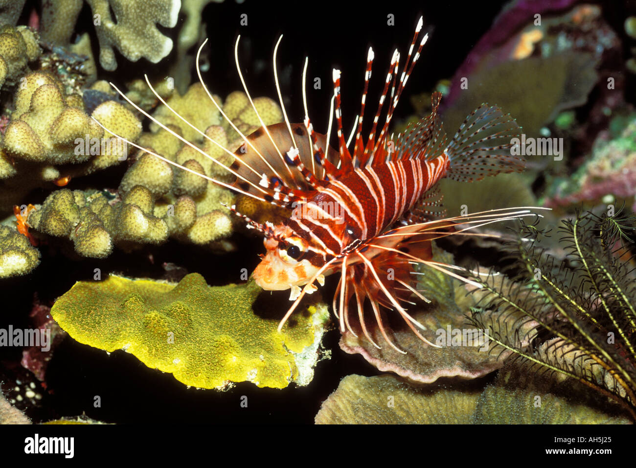 Spotfin Lionfish Pterois radiata Solomon Islands Stock Photo