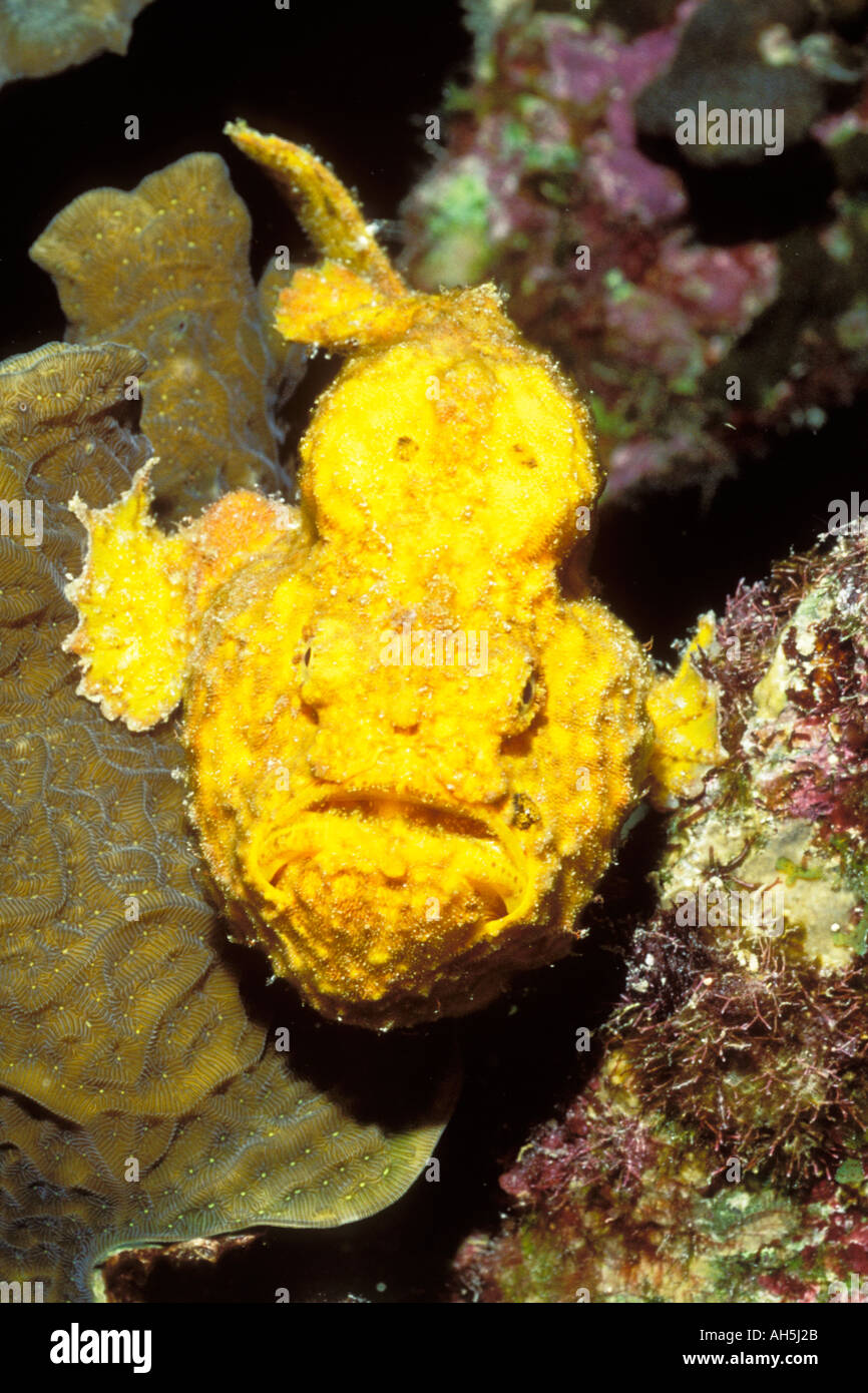 Longlure Frogfish Antennarius multiocellatus Bonaire Netherlands Antilles Stock Photo