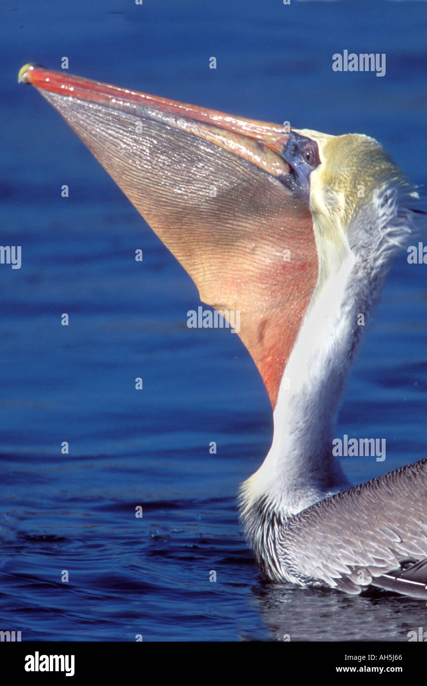 Brown Pelican swallowing fish Pelecanus occidentalis Bolsa Chica Wetlands California Stock Photo
