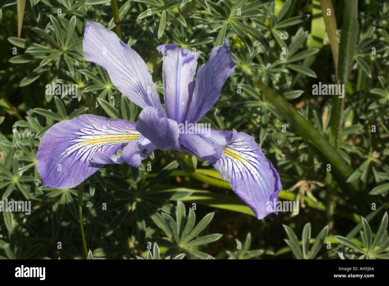 Douglas s Iris Iris douglasiana Northern California Coast Stock Photo