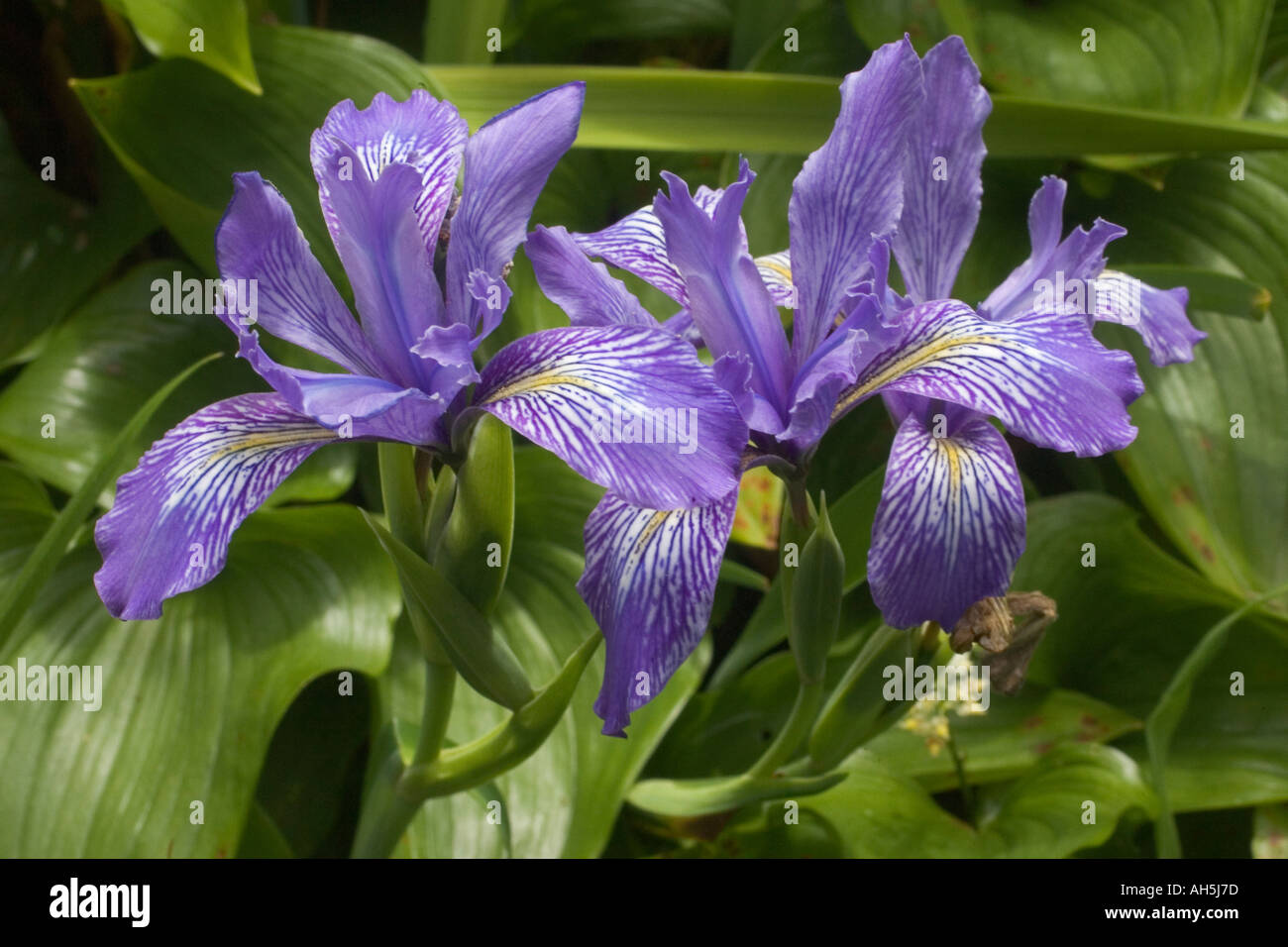 Douglas s Iris Iris douglasiana Northern California Coast Stock Photo