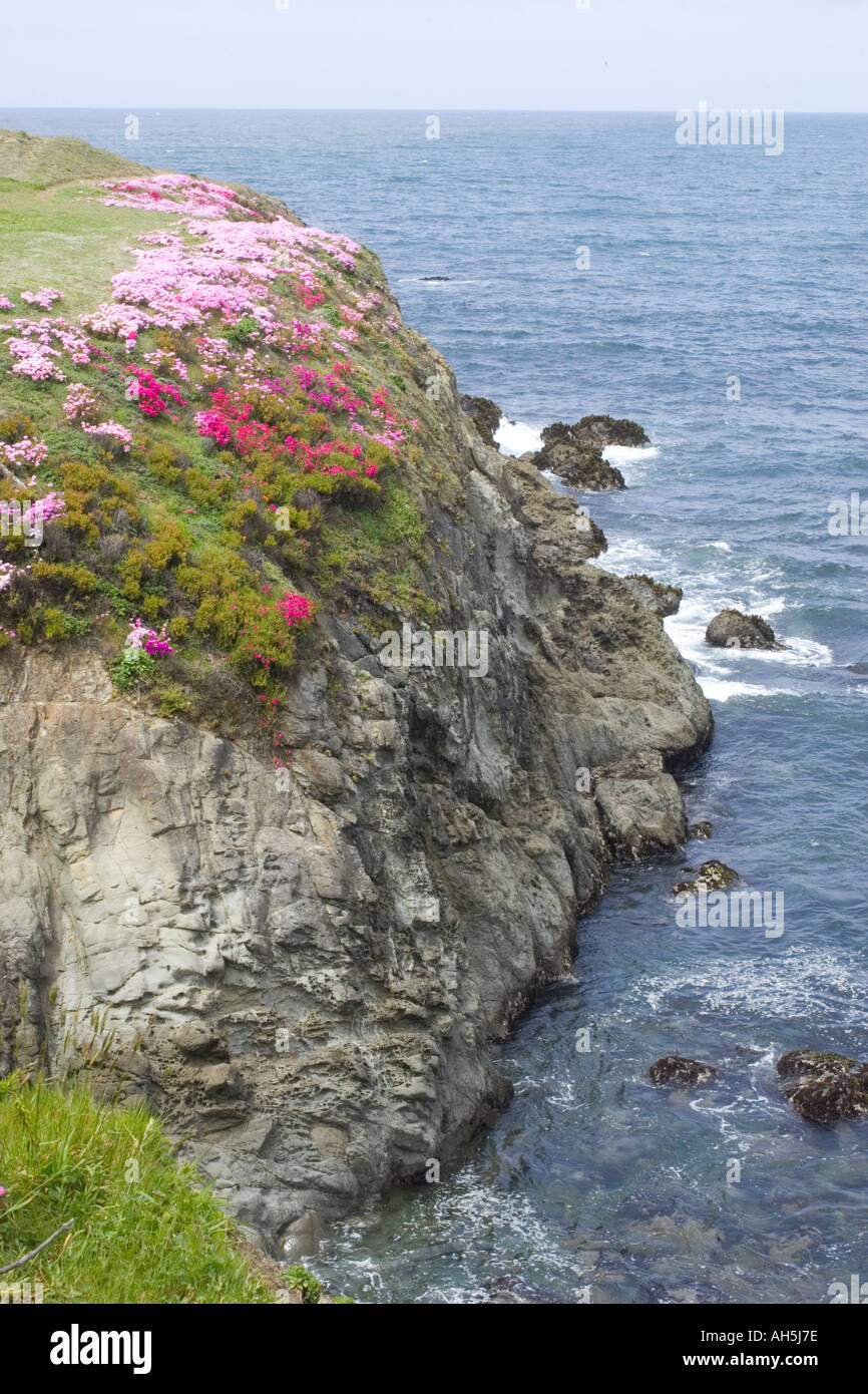 Wildflowers on coastal bluffs Northern California Coast Stock Photo
