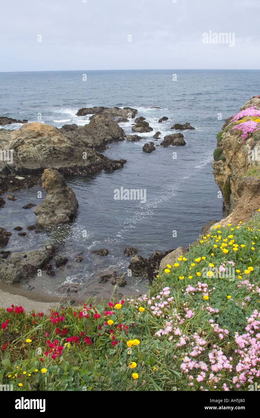 Wildflowers on ocean bluffs Mendacino Headlands State Park California Stock Photo