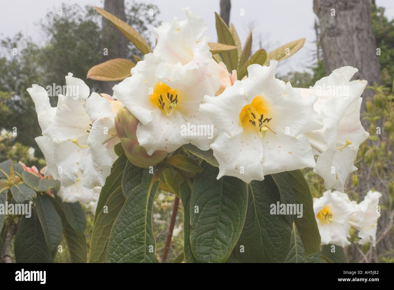 White Rh ododendron Rhododendron albiflorum Northern California Coast Stock Photo