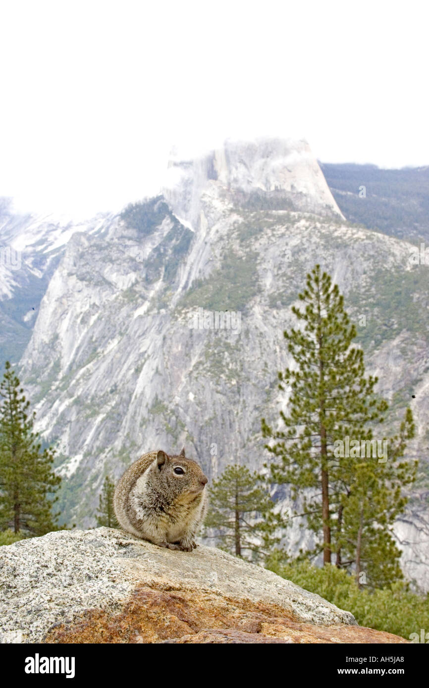 Western Gray Squirrel with Half Dome in background Sciurus griseus Yosemite National Park California June 2005 Stock Photo