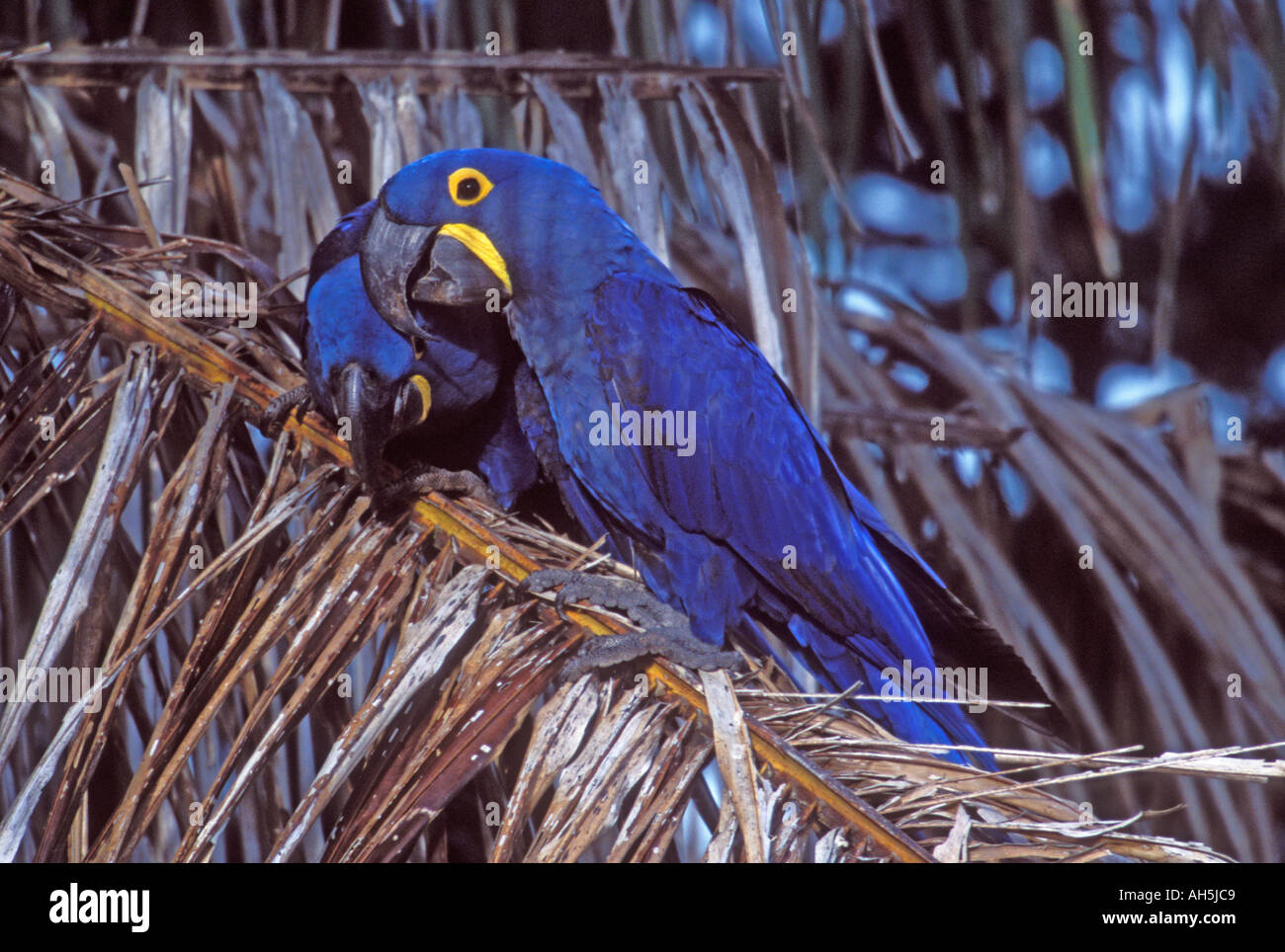 Hyacinth Macaws world s largest Macaw and endangered Anodorhynchus ...