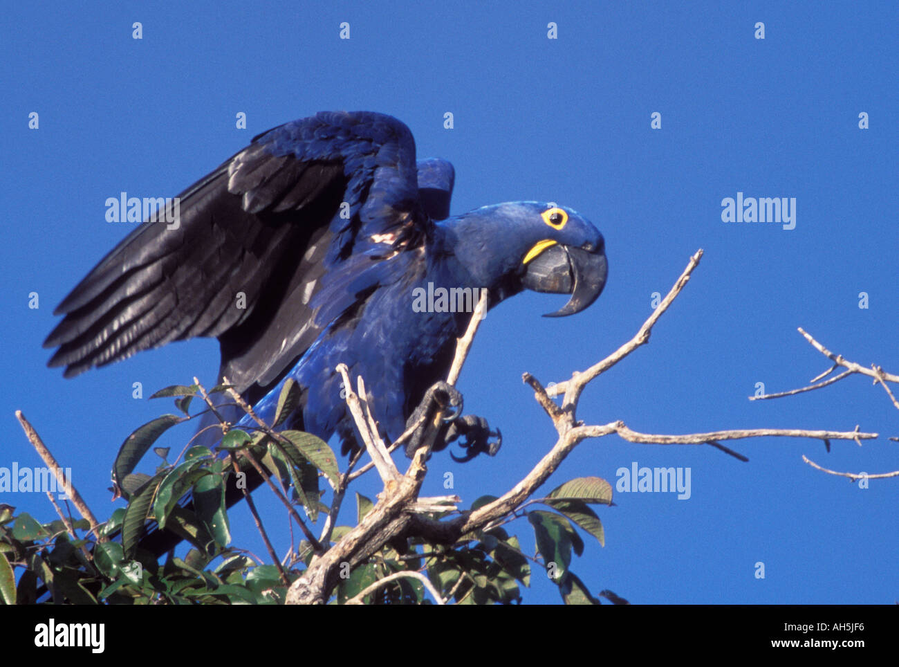 Hyacinth Macaw world s largest Macaw endangered Anodorhynchos hyacinthinus Pantanal Brazil Stock Photo