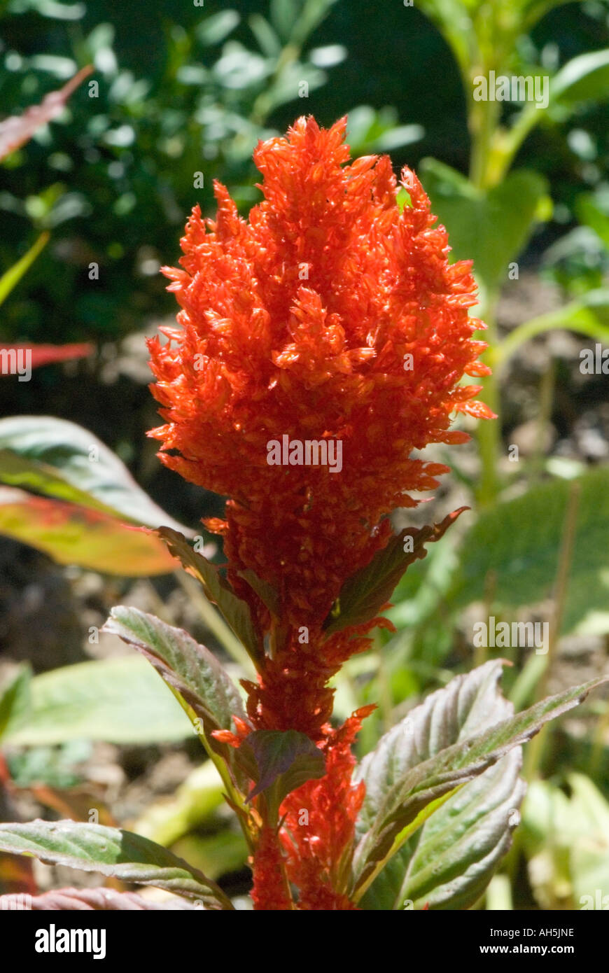 Celosia red flowerhead Stock Photo
