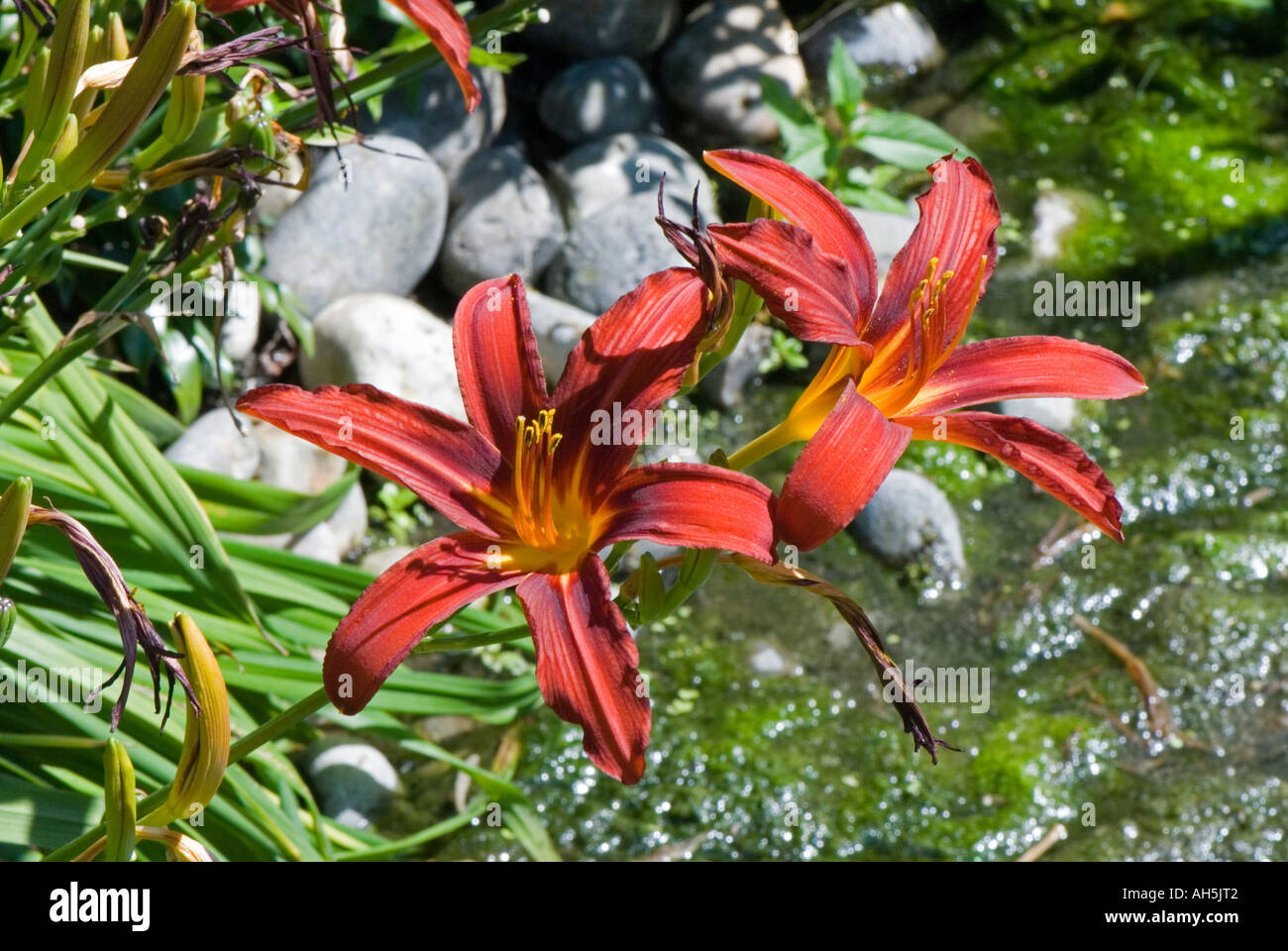 Hemerocallis daylilies Stafford Stock Photo
