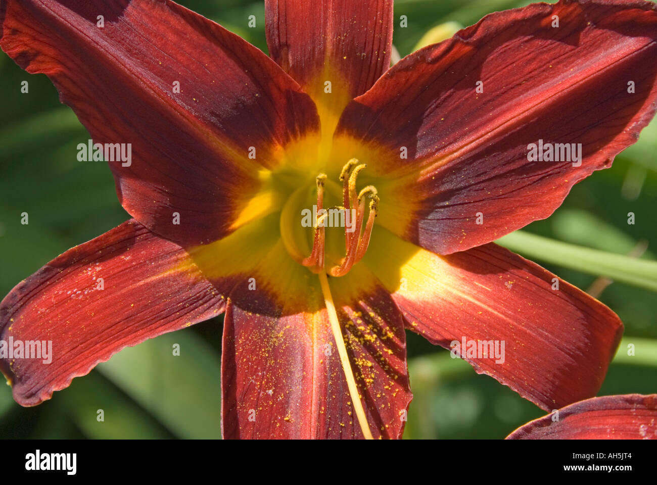 Hemerocallis daylily Stafford in a garden setting Stock Photo