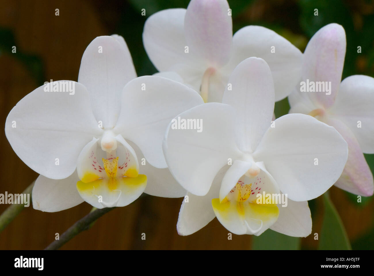 Phalaenopsis Stock Photo