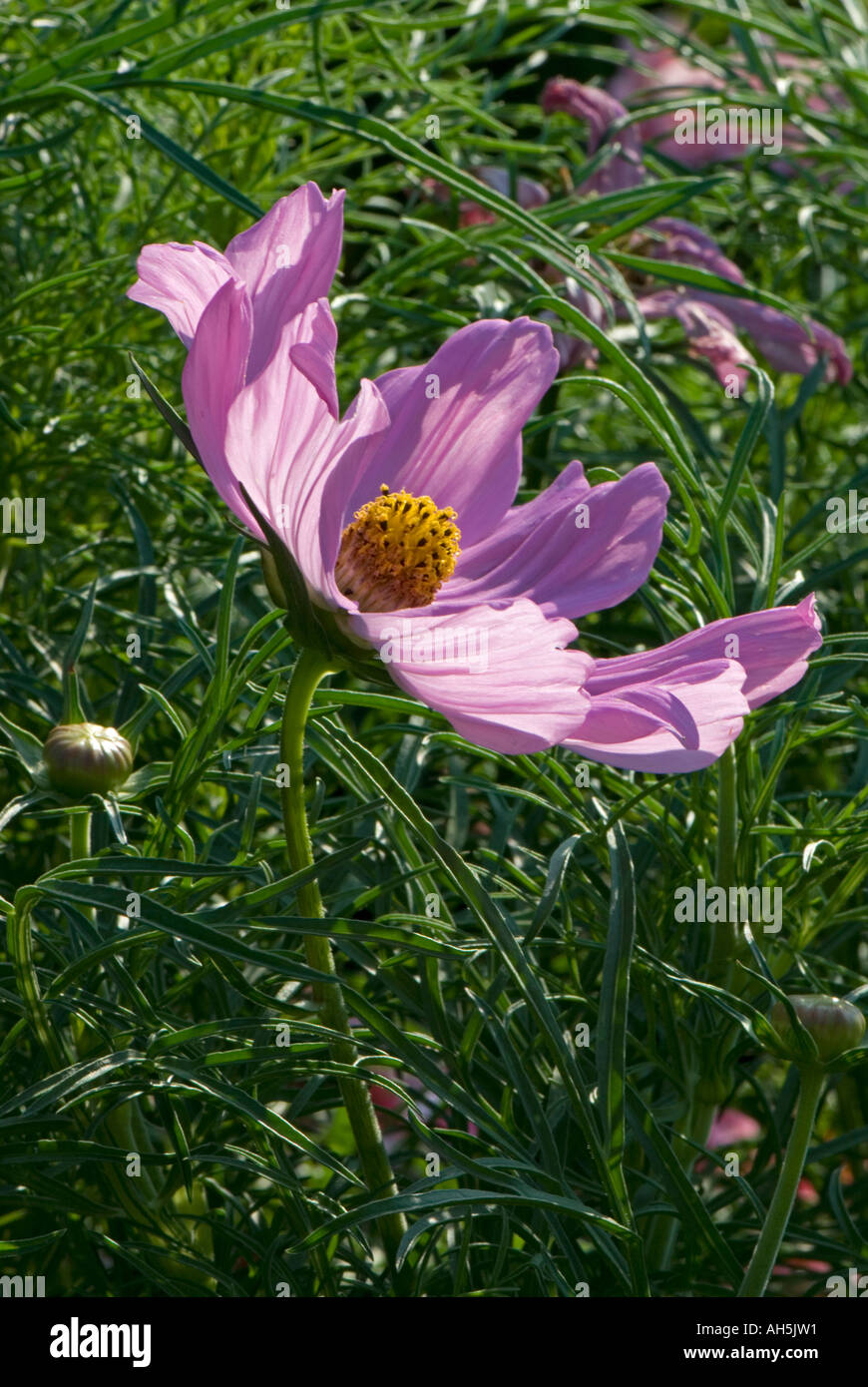 Cosmos daisy family hi-res stock photography and images - Alamy