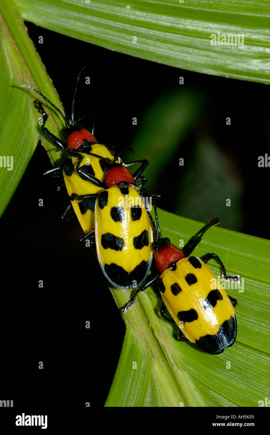 Chrysomelid Beetles Alurnus ornatus on palm leaves in secondary rain forest Arenal National Park Costa Rica Stock Photo