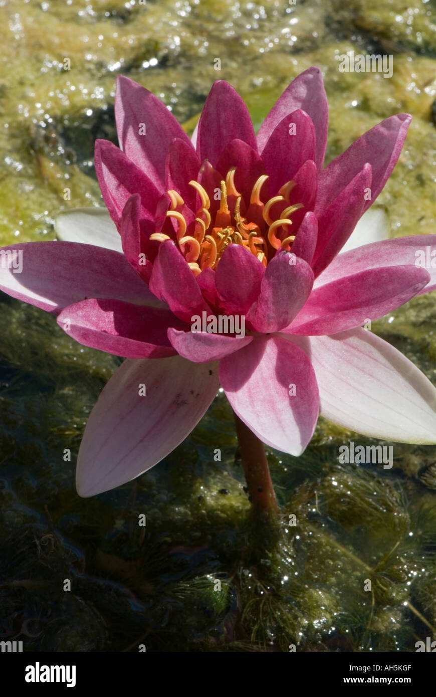 Nymphaeaceae pink water lily Stock Photo