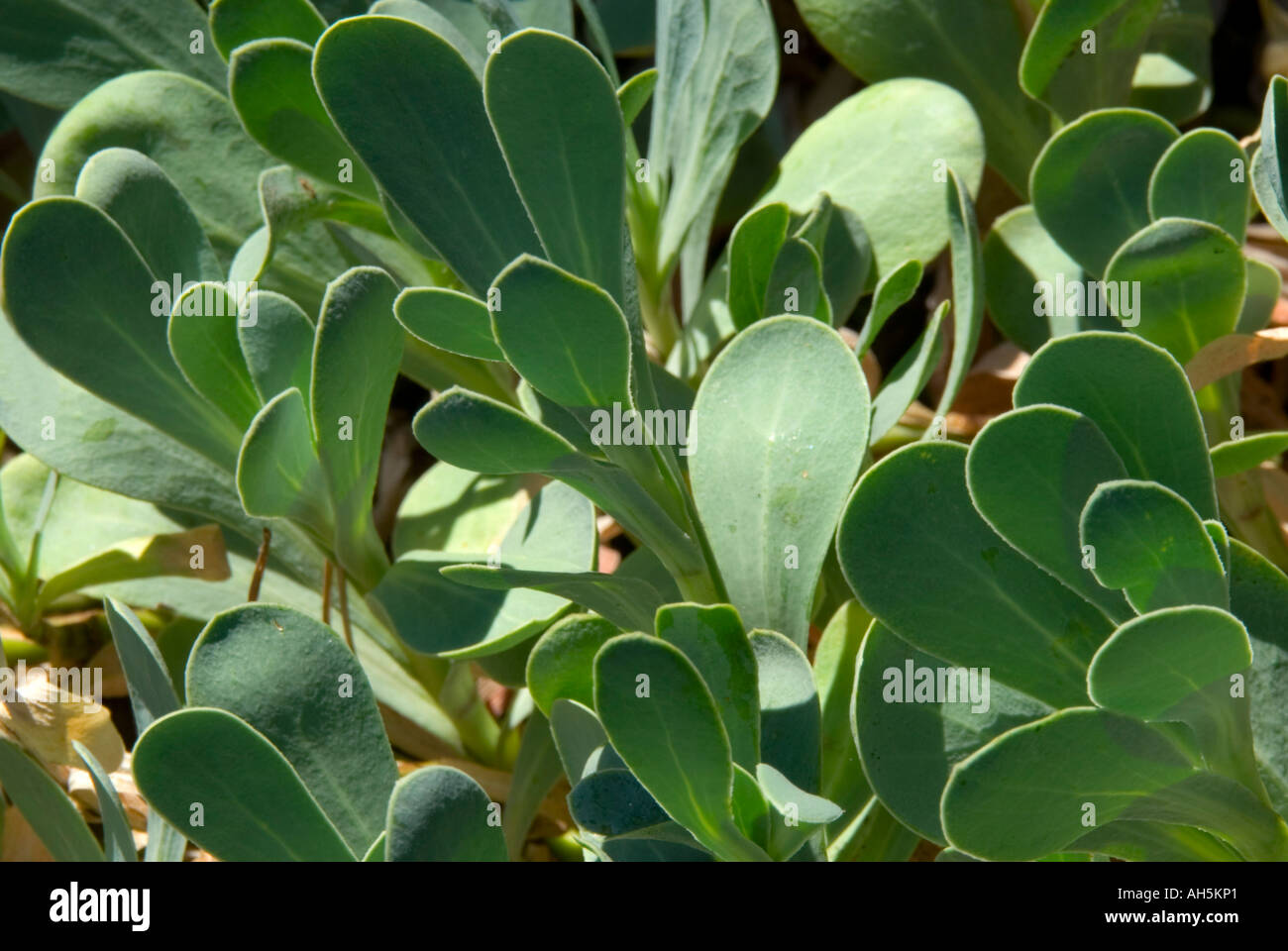 Asteraceae othonna cheirfolia Stock Photo