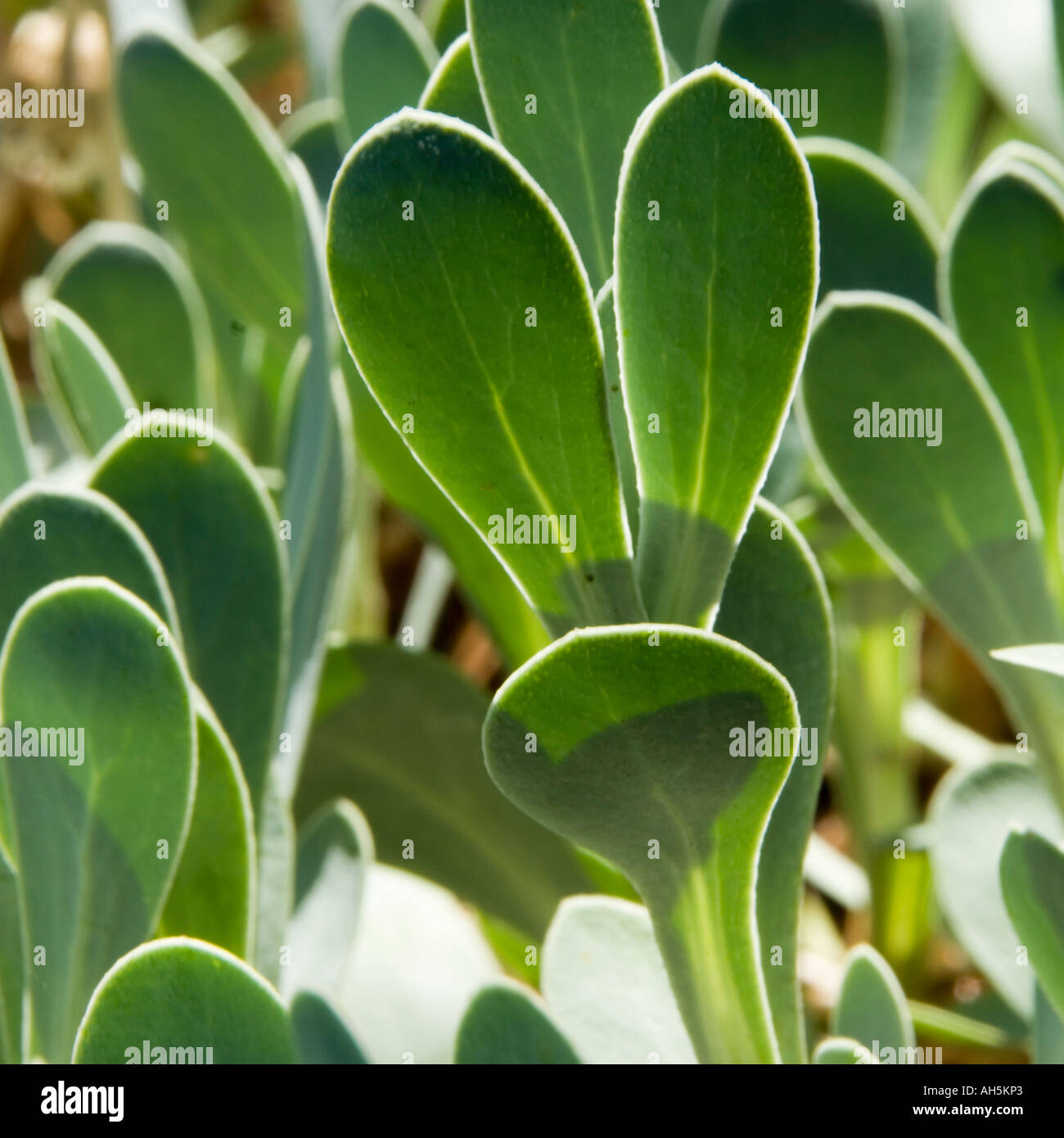 Asteraceae othonna cheirfolia Stock Photo