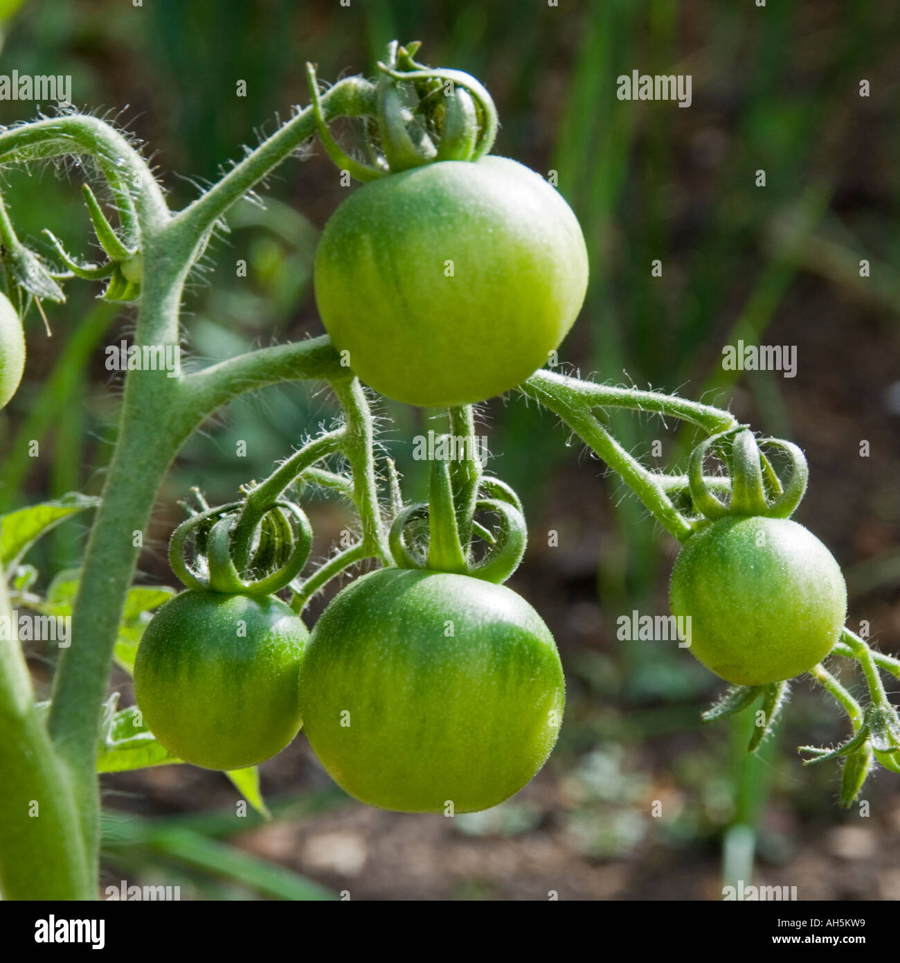 Green tomatoes ripening on the vine Stock Photo - Alamy