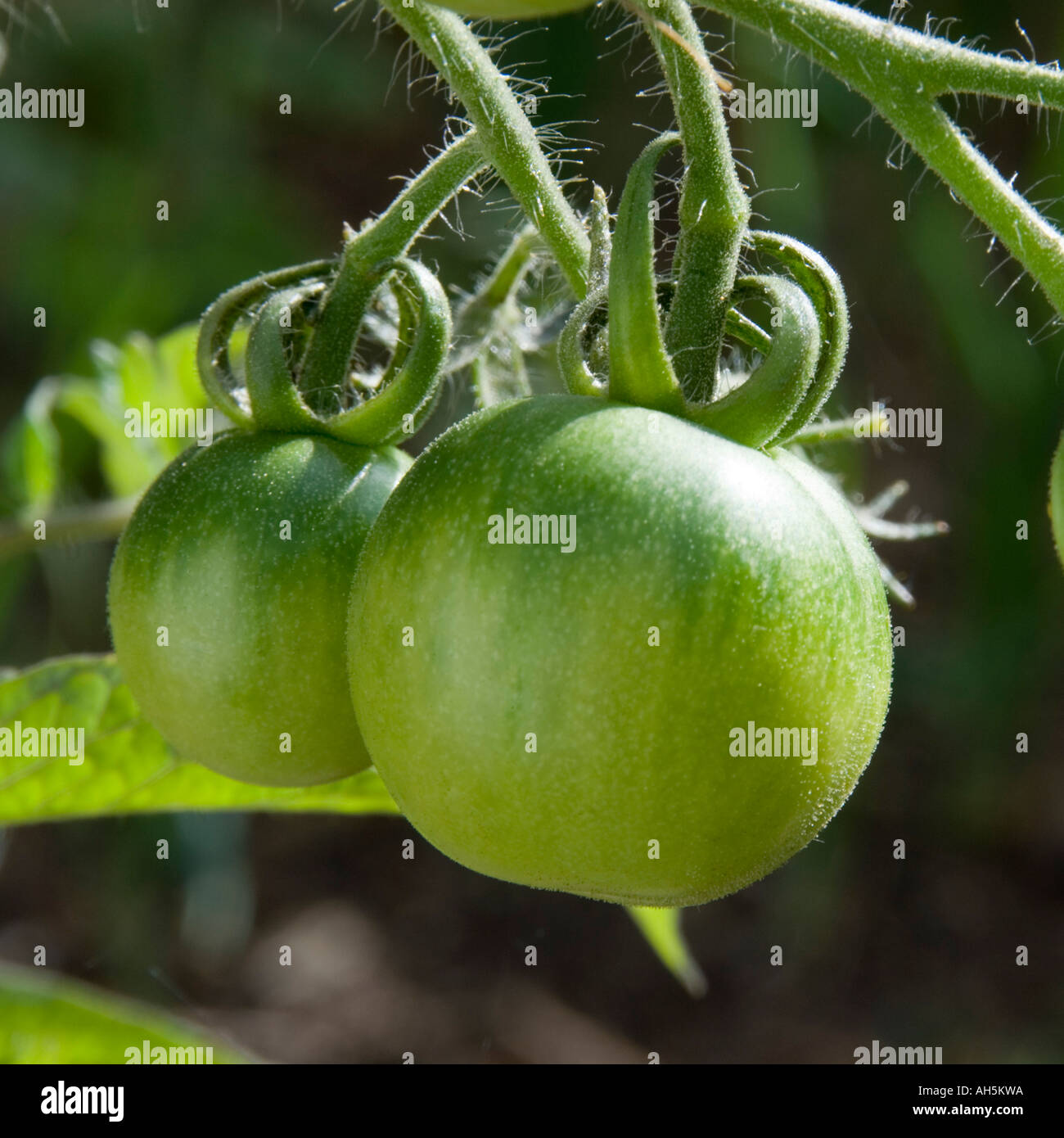 Green tomatoes ripening on the vine Stock Photo - Alamy