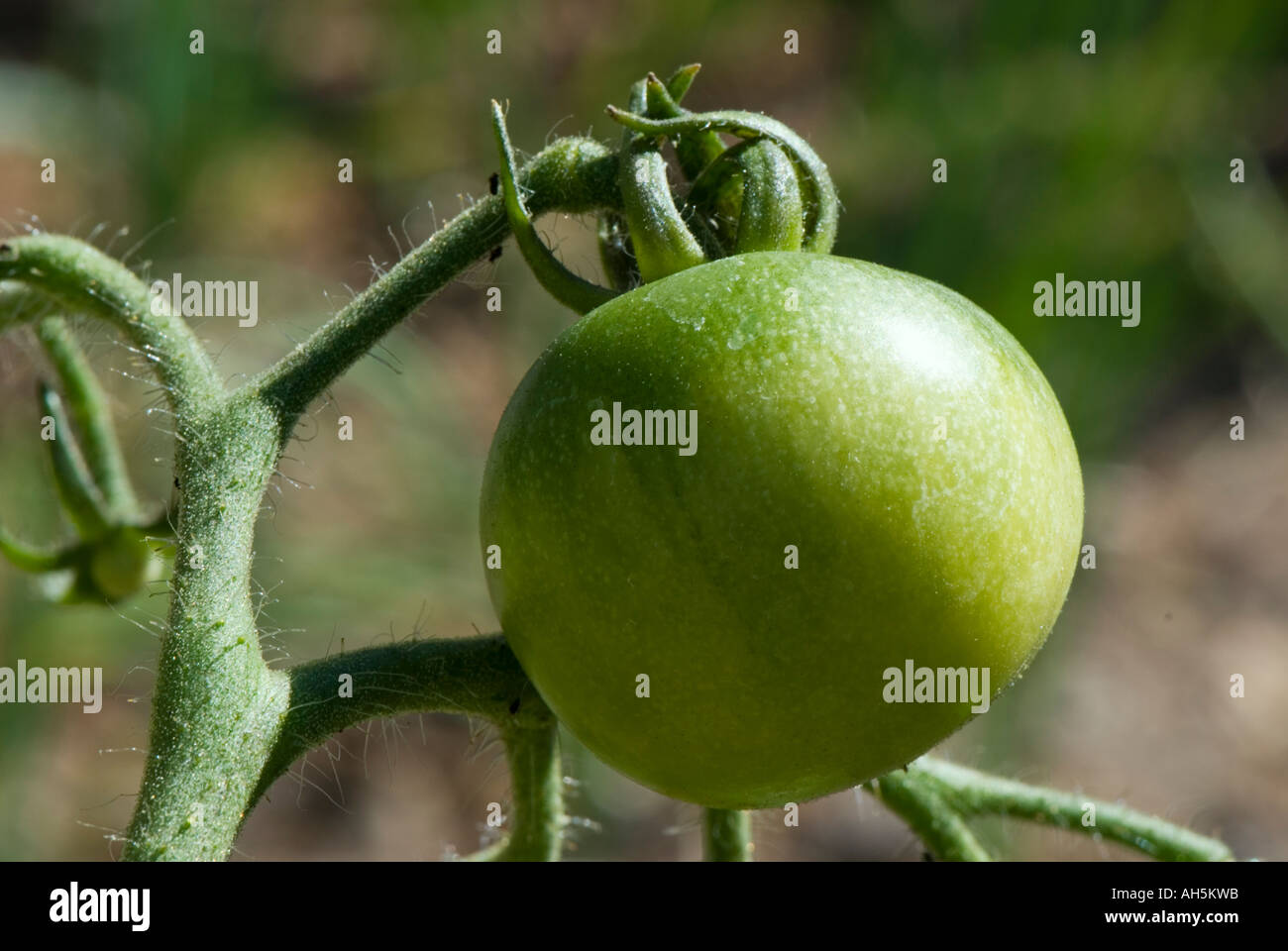 Green tomato ripening on the vine Stock Photo - Alamy