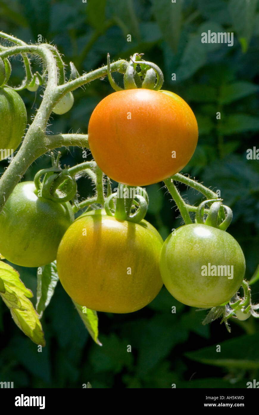 Tomatoes ripening on the vine Stock Photo Alamy