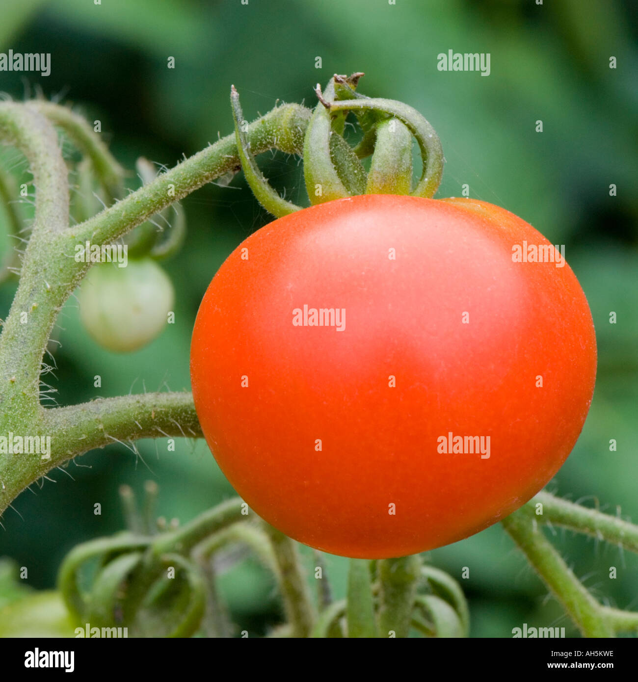 Red tomatoes on the vine Stock Photo - Alamy