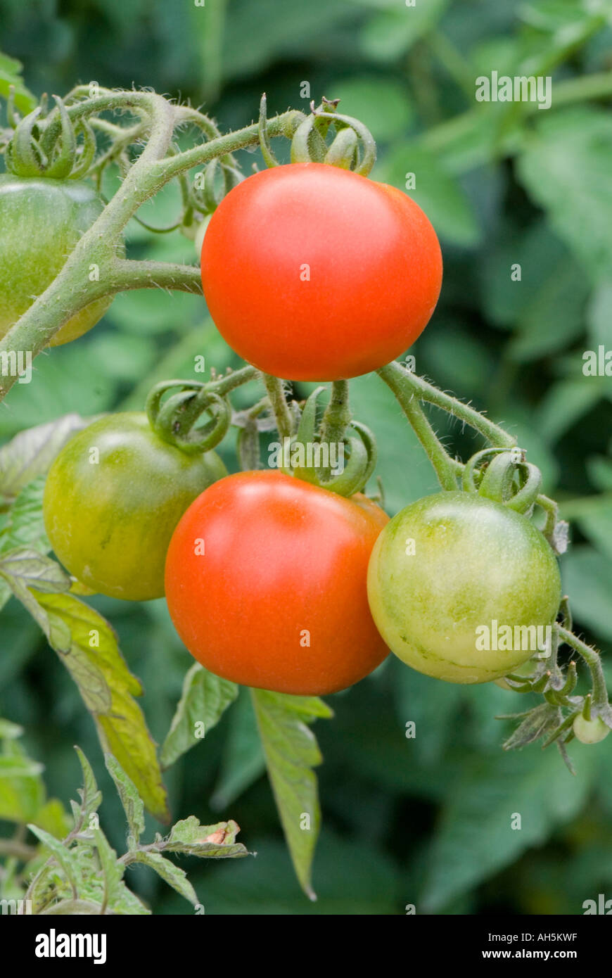 Red tomatoes on the vine Stock Photo - Alamy