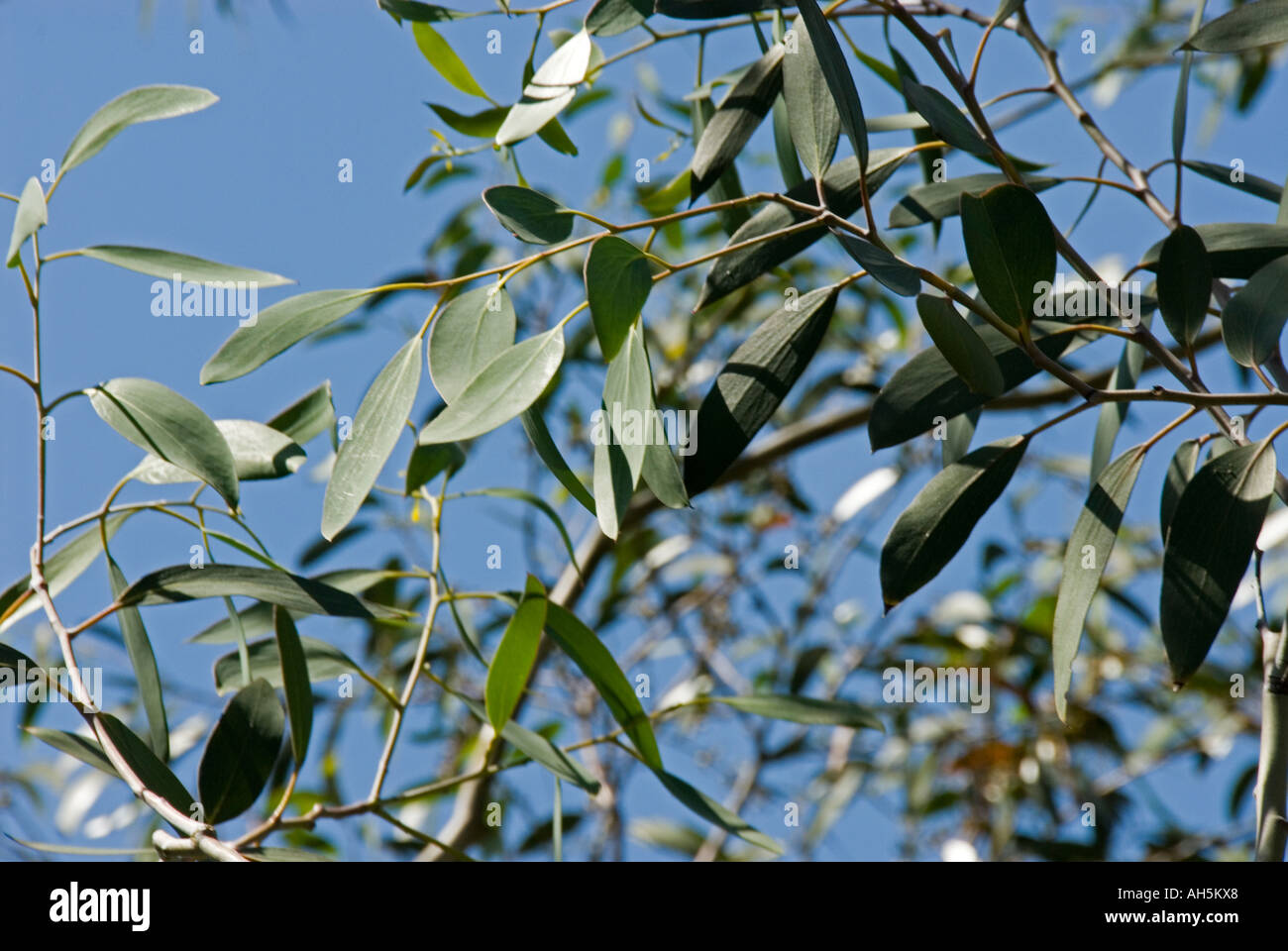 Myrtaceae eucalyptus coccifera Tasmania Stock Photo