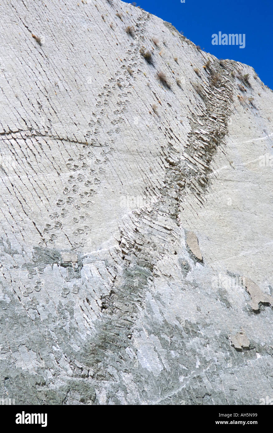 The world s longest dinosaur tracks Cretaceous Titanosaurus near Sucre Bolivia South America Stock Photo