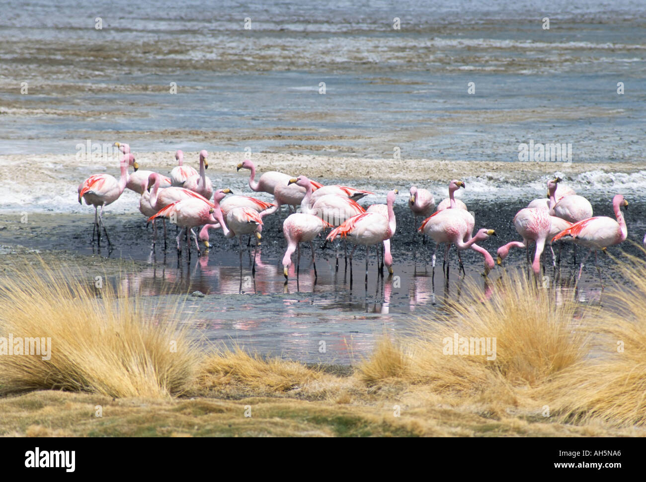Flamingoes in small salt lake near Laguna Colorado Southwest Highlands Bolivia South America Stock Photo
