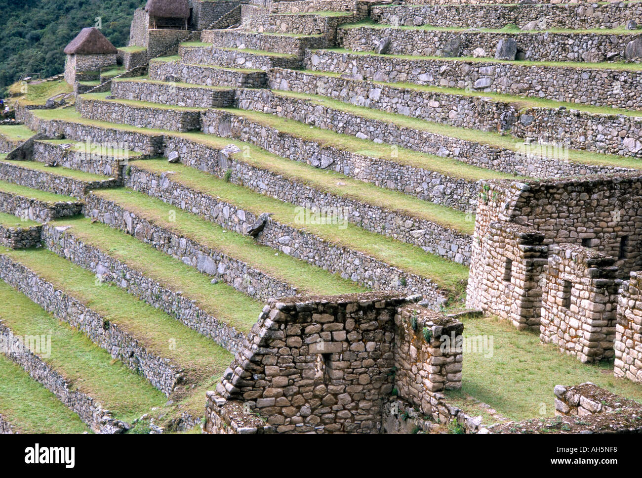 Agricultural terraces in ruins of Inca site Machu Picchu UNESCO World Heritage Site Peru South America Stock Photo