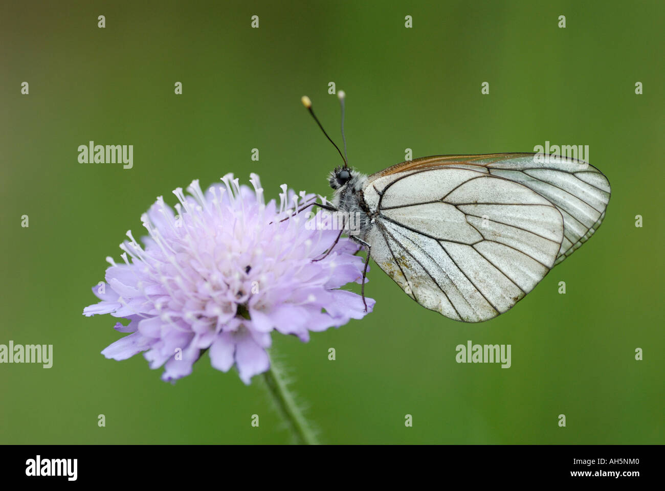 Black-veined White (Aporia crataegi) resting on Field Scabious (Knautia arvensis) Stock Photo