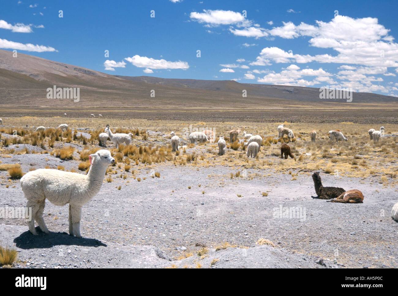 Domesticated alpacas grazing on altiplano near Arequipa Peru South America Stock Photo