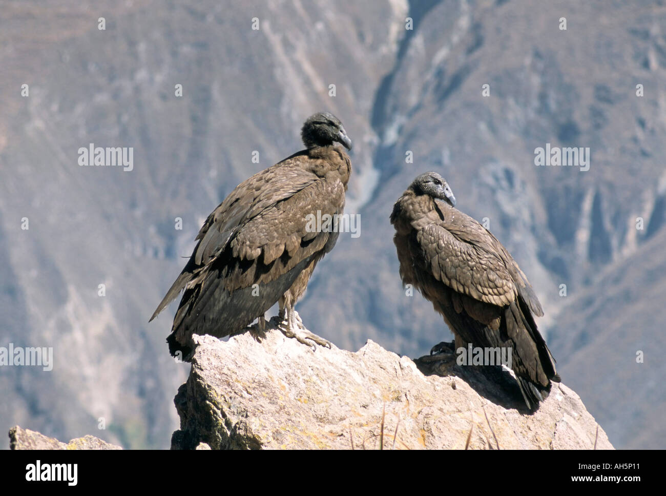 Two condors at Cruz del Condor Colca Canyon Peru South America Stock Photo