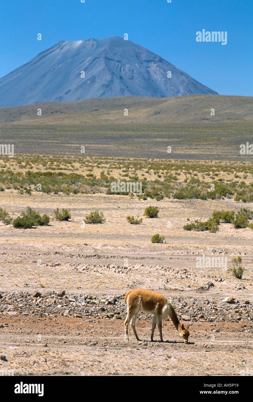 Vicuna grazing on altiplano desert with El Misti volcano behind near Arequipa Peru South America Stock Photo