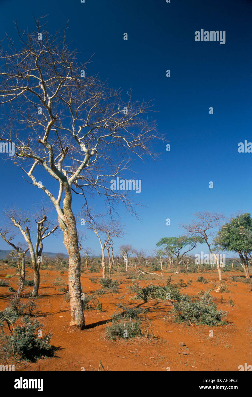 Acacia trees on red soils near Goba Southern Highlands Ethiopia Africa Stock Photo