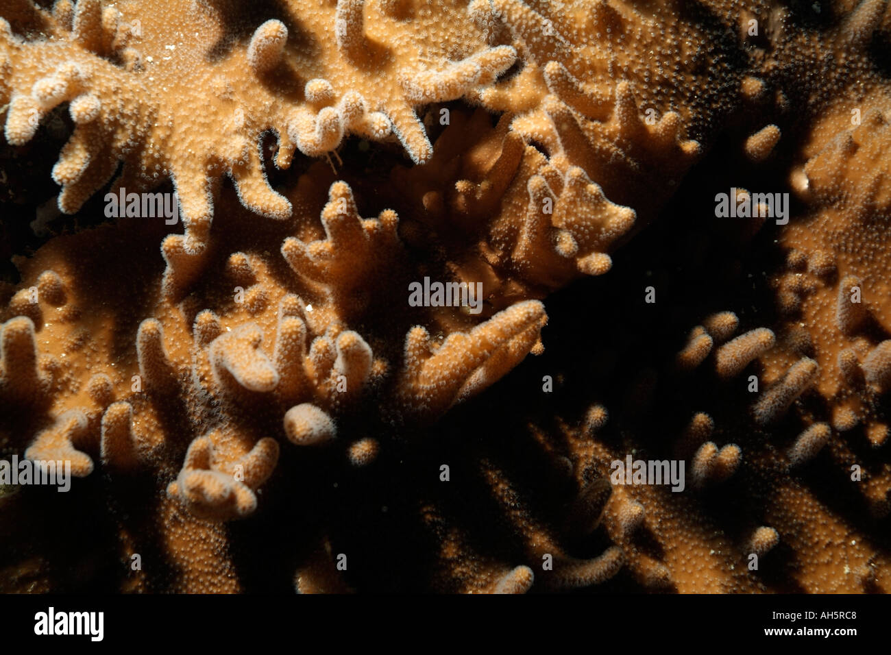 Finger lobbed leather coral (lobophytum sp) growing in tropical waters, Veligandu, Rasdhoo Atoll, Maldives. Stock Photo