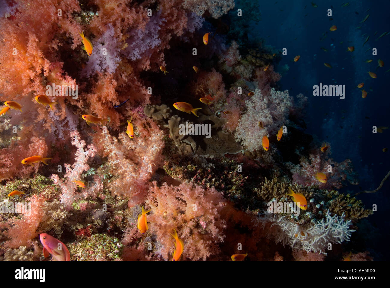Maldives South Ari Atoll Maalhos Various Colonies Of Soft Coral On A Drop Off Stock Photo